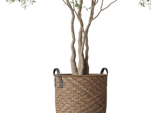 Plants collection 781 Modello 3D