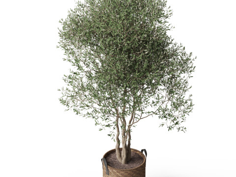 Plants collection 781 Modello 3D