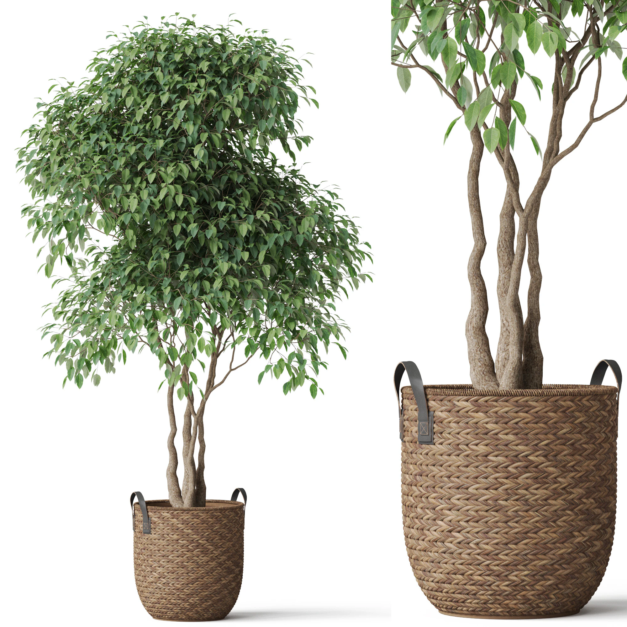 Plants collection 782 3D Model .c4d .max .obj .3ds .fbx .stl .blend