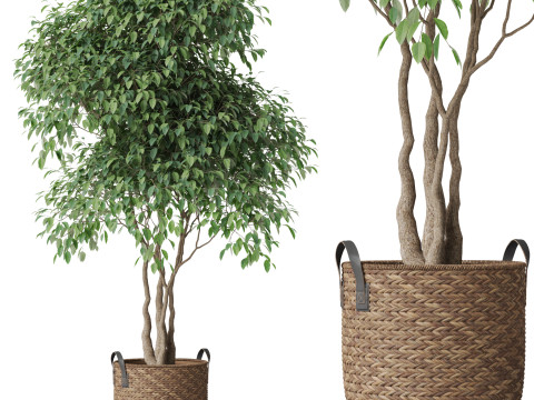 Plants collection 782 3D 모델