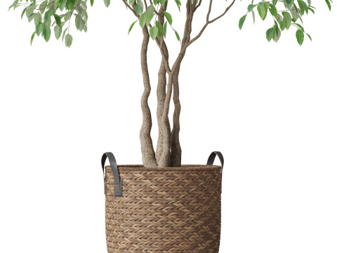 Plants collection 782 3D 모델