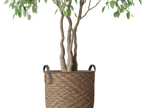 Plants collection 782 3D Model