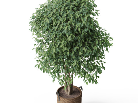 Plants collection 782 3D 모델