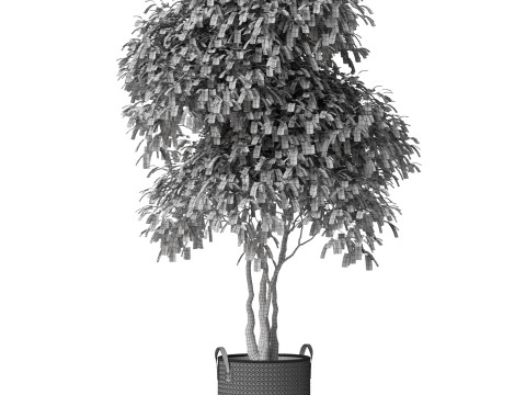 Plants collection 782 3D 모델