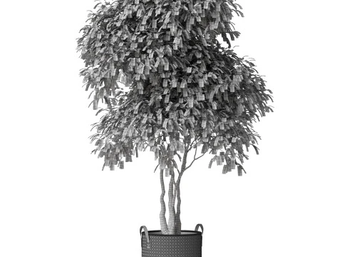 Plants collection 782 3D Model