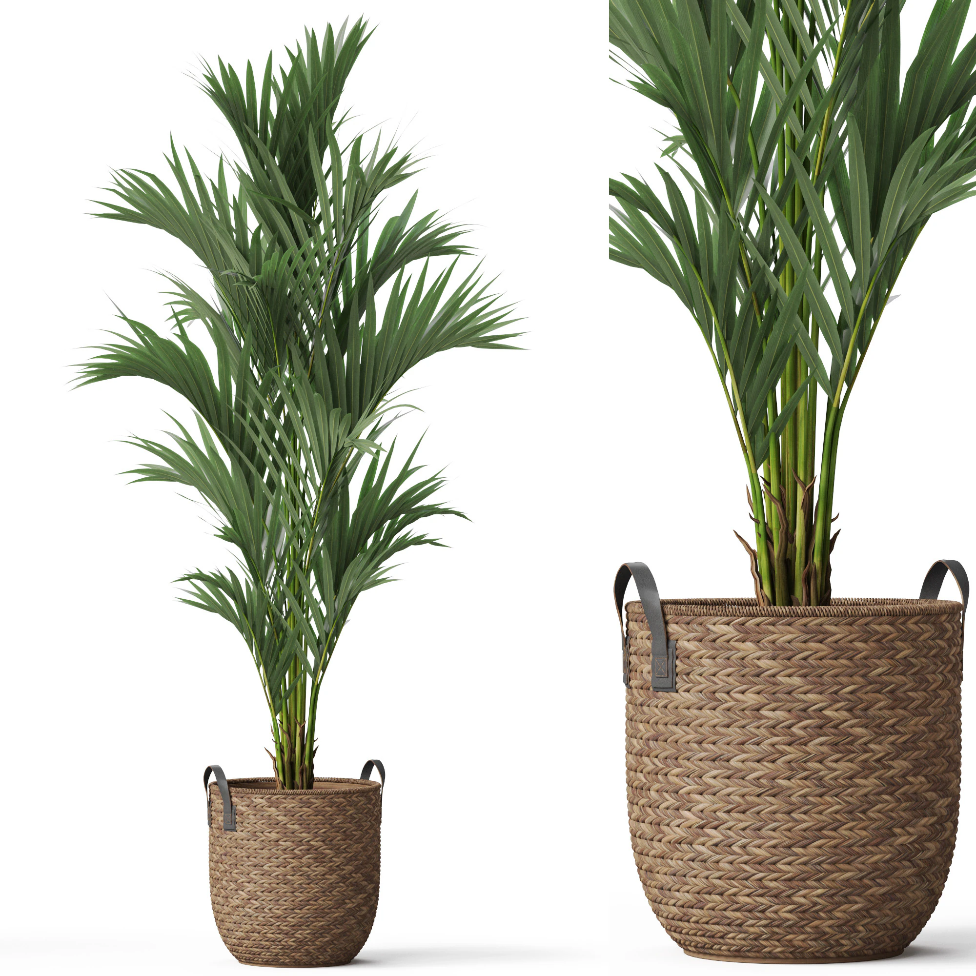 Plants collection 783 3D Model .c4d .max .obj .3ds .fbx .stl .blend 