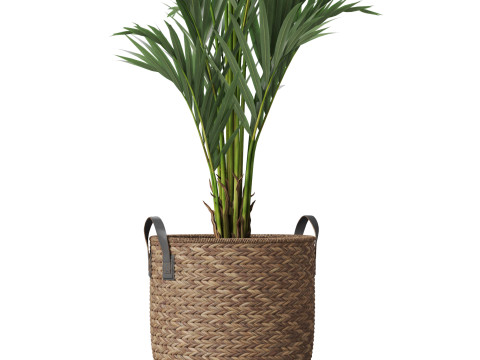 Plants collection 783 Model 3D