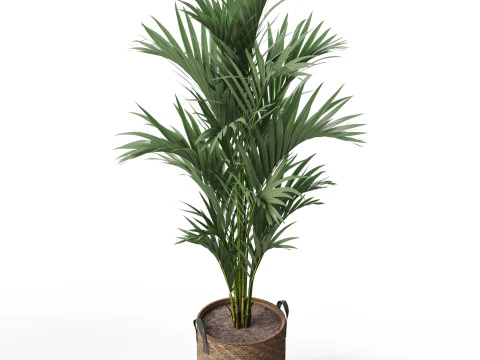 Plants collection 783 3D Model