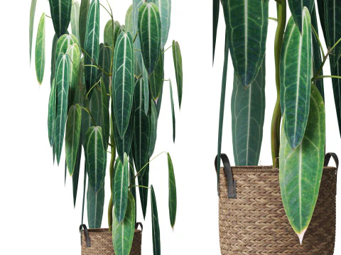 Collezione piante 784 Modello 3D