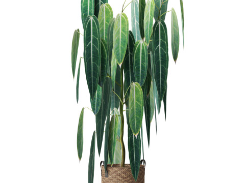 Plants collection 784 3D Model