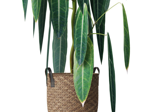 Plants collection 784 3D Model