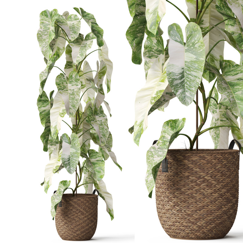 Plants collection 785 3Dモデル .c4d .max .obj .3ds .fbx .stl .blend