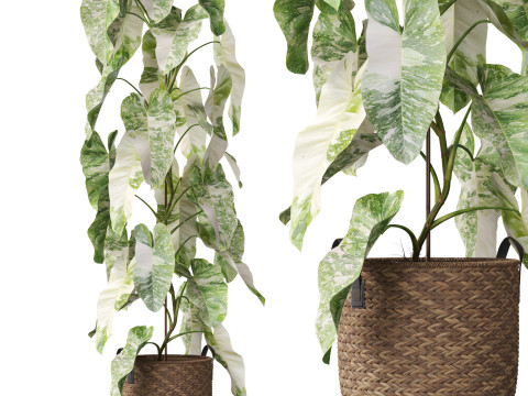 Plants collection 785 3D 모델