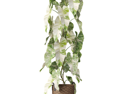 Plants collection 785 3Dモデル
