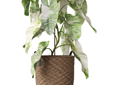 Plants collection 785 3Dモデル
