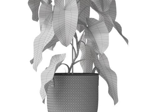Plants collection 785 3Dモデル