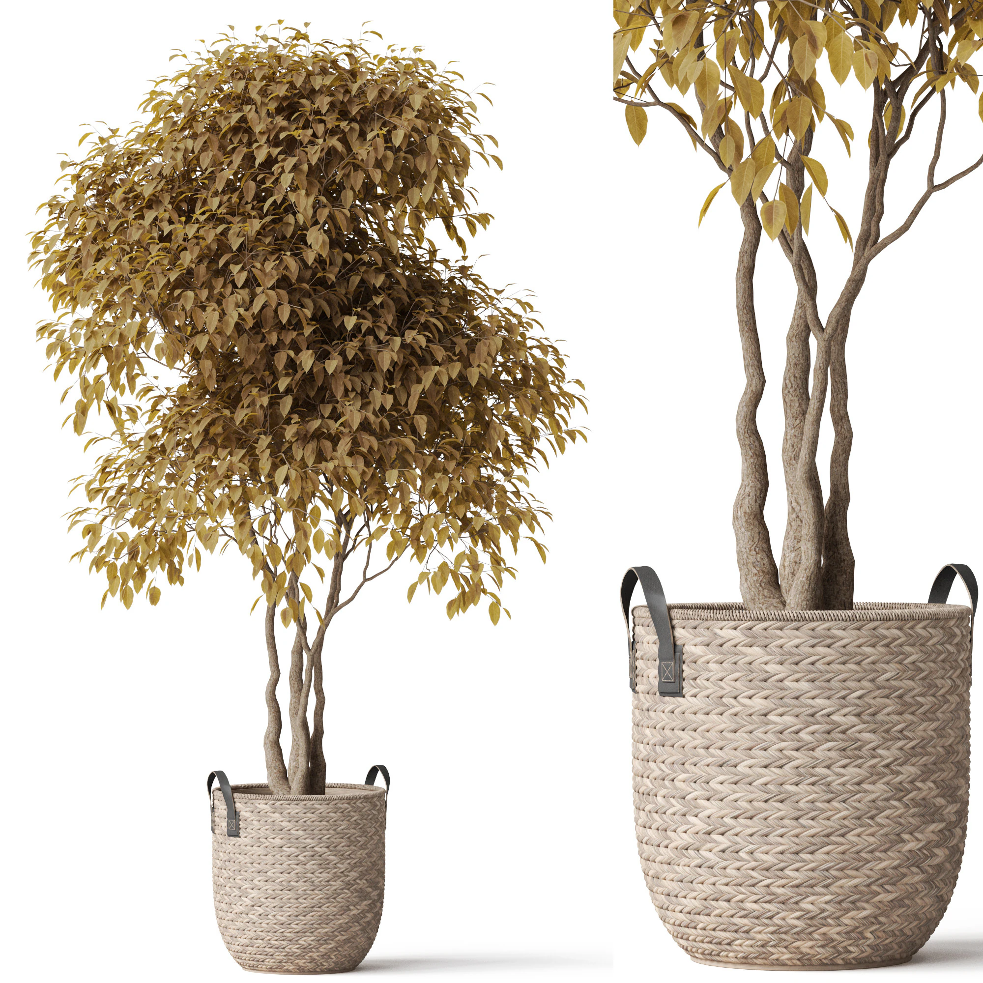 Plants collection 786 3D Model .c4d .max .obj .3ds .fbx .stl .blend