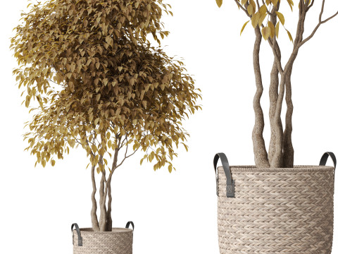 Plants collection 786 3D 모델