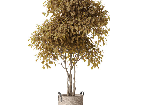 Plants collection 786 3D मॉडल