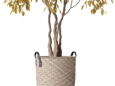 Plants collection 786 3D मॉडल