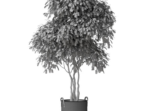 Plants collection 786 3D मॉडल
