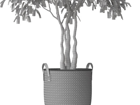 Plants collection 786 3D मॉडल