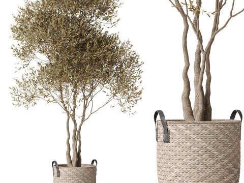 Plants collection 787 3D 모델