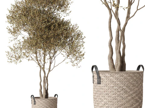 Collezione piante 787 Modello 3D