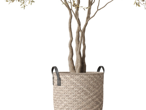 Plants collection 787 Model 3D