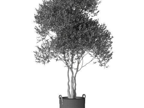 Plants collection 787 Model 3D