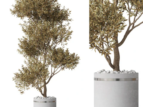 Collezione piante 788 Modello 3D