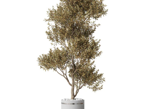 Plants collection 788 3D Model
