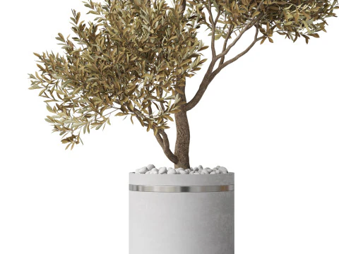 Plants collection 788 3D Model