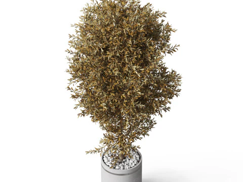 Plants collection 789 3D Model