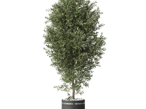 Plants collection 790 3D 模型