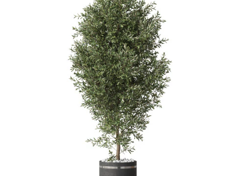 Plants collection 790 3D Model