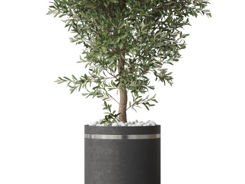 Plants collection 790 3D Model
