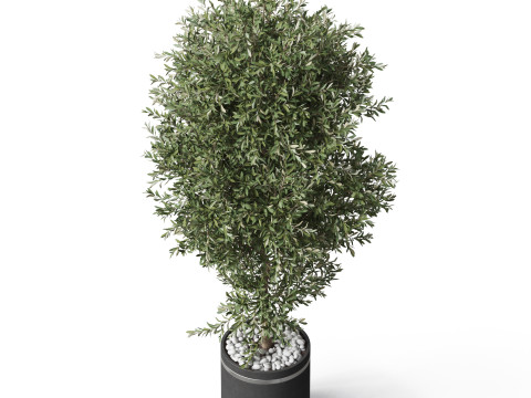 Plants collection 790 3D 模型