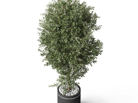 Plants collection 790 3D Model