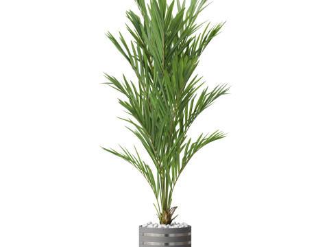 Plants collection 791 3D 模型