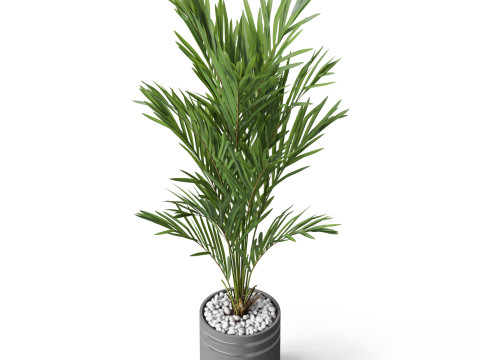 Plants collection 791 3D 模型