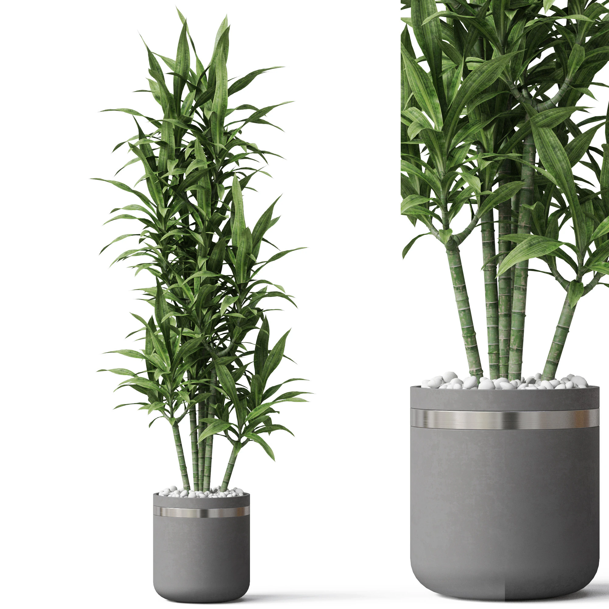 Plants collection 792 3D Model .c4d .max .obj .3ds .fbx .stl .blend 