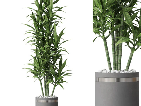 Коллекция растений 792 3D Модель