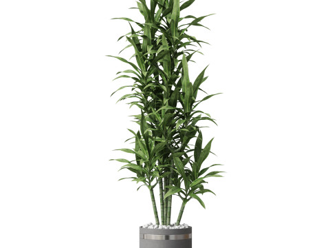 Plants collection 792 Modello 3D