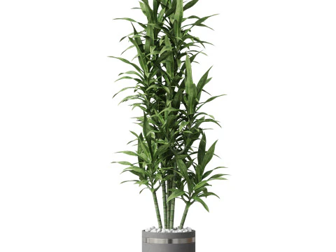 Plants collection 792 3D Model