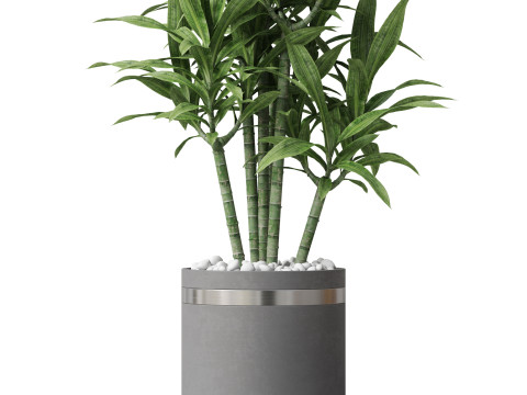 Plants collection 792 Modello 3D