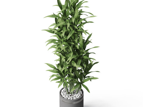 Plants collection 792 Modello 3D