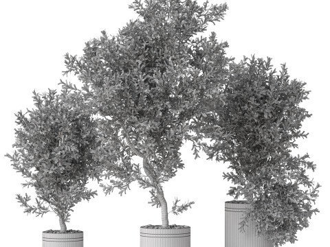 Plants collection 793 3D 모델