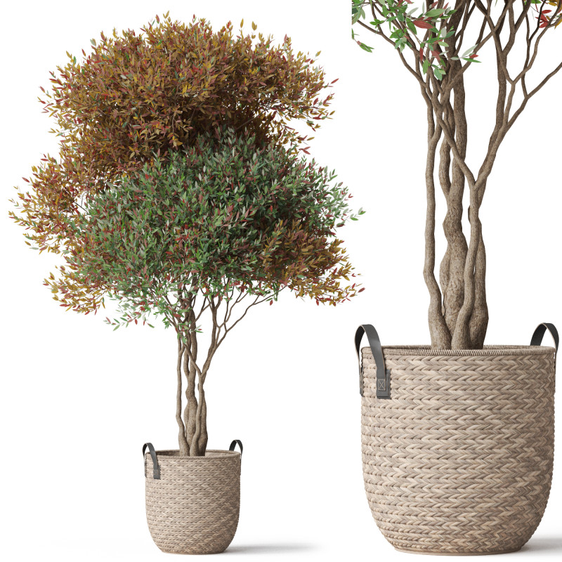 Plants collection 794 3D Model .c4d .max .obj .3ds .fbx .stl .blend