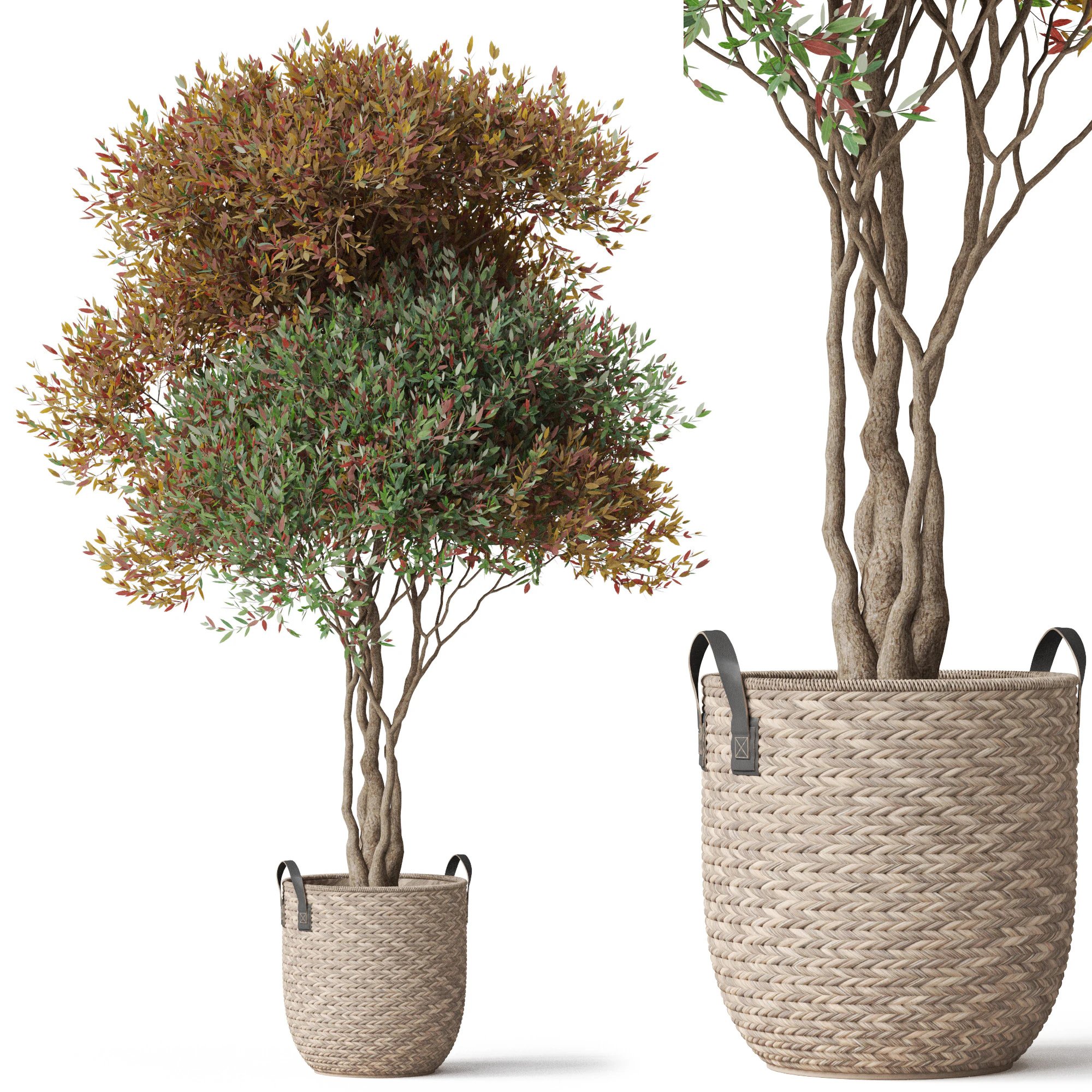 Plants collection 794 3D Model .c4d .max .obj .3ds .fbx .stl .blend 